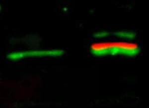 AKT1 + AKT2 + AKT3 Antibody (aa460-480)