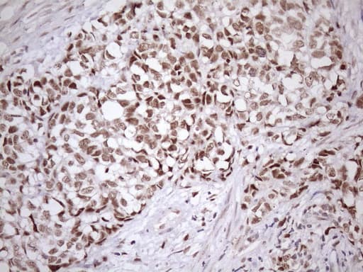 SRSF9 / SFRS9 Antibody (clone OTI5A12)