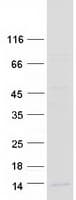 Human FAM19A4 Protein (Recombinant Myc-DDK (Flag))
