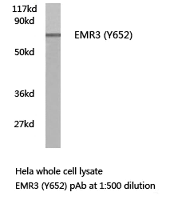 Polyclonal Rabbit anti-Human ADGRE3 / EMR3 Antibody (Tyr652, IF, WB)