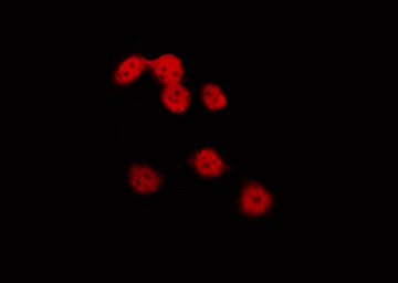 NKX2-8 Antibody