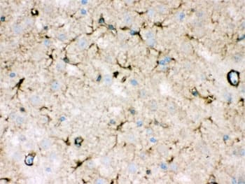 NDRG2 Antibody