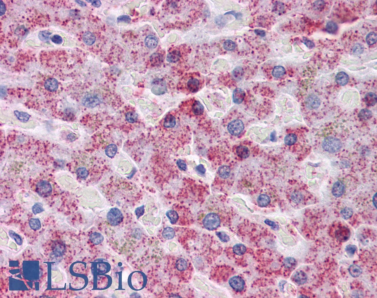 IHC-plus™ SPSB2 Antibody (clone 1E6)