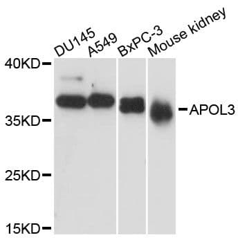 APOL3 / Apolipoprotein L 3 Antibody
