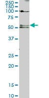 SMAD5 Antibody (clone 2D7)