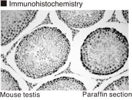 Monoclonal Mouse BrdU Antibody (clone 2B1, IHC)