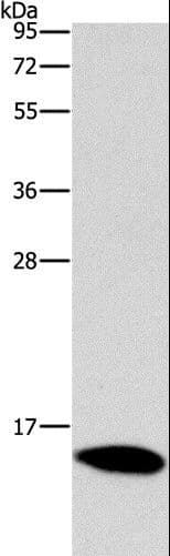 CST4 / Cystatin S Antibody