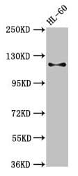 CD163 Antibody