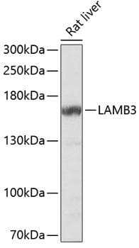 LAMB3 / Laminin Beta 3 Antibody