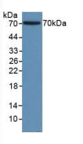 ACTG1 / Gamma Actin Antibody (aa1-375, PE)