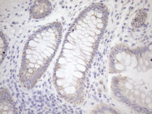 PPIF / Cyclophilin F Antibody (clone OTI1G8, Carrier-free)