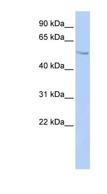 SUFU Antibody (aa35-84)