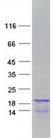 Human HIST1H2BH Protein (Recombinant Myc-DDK (Flag))
