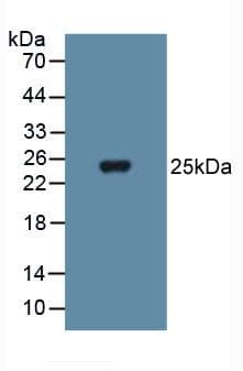 SOD3 Antibody