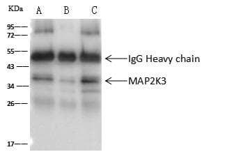 MAP2K3 / MEK3 / MKK3 Antibody (Preservative Free)
