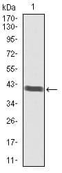 BRN2 / POU3F2 Antibody (clone 6H12)
