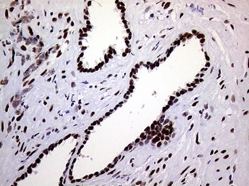 RING1 Antibody (aa88-362, clone OTI3G7)