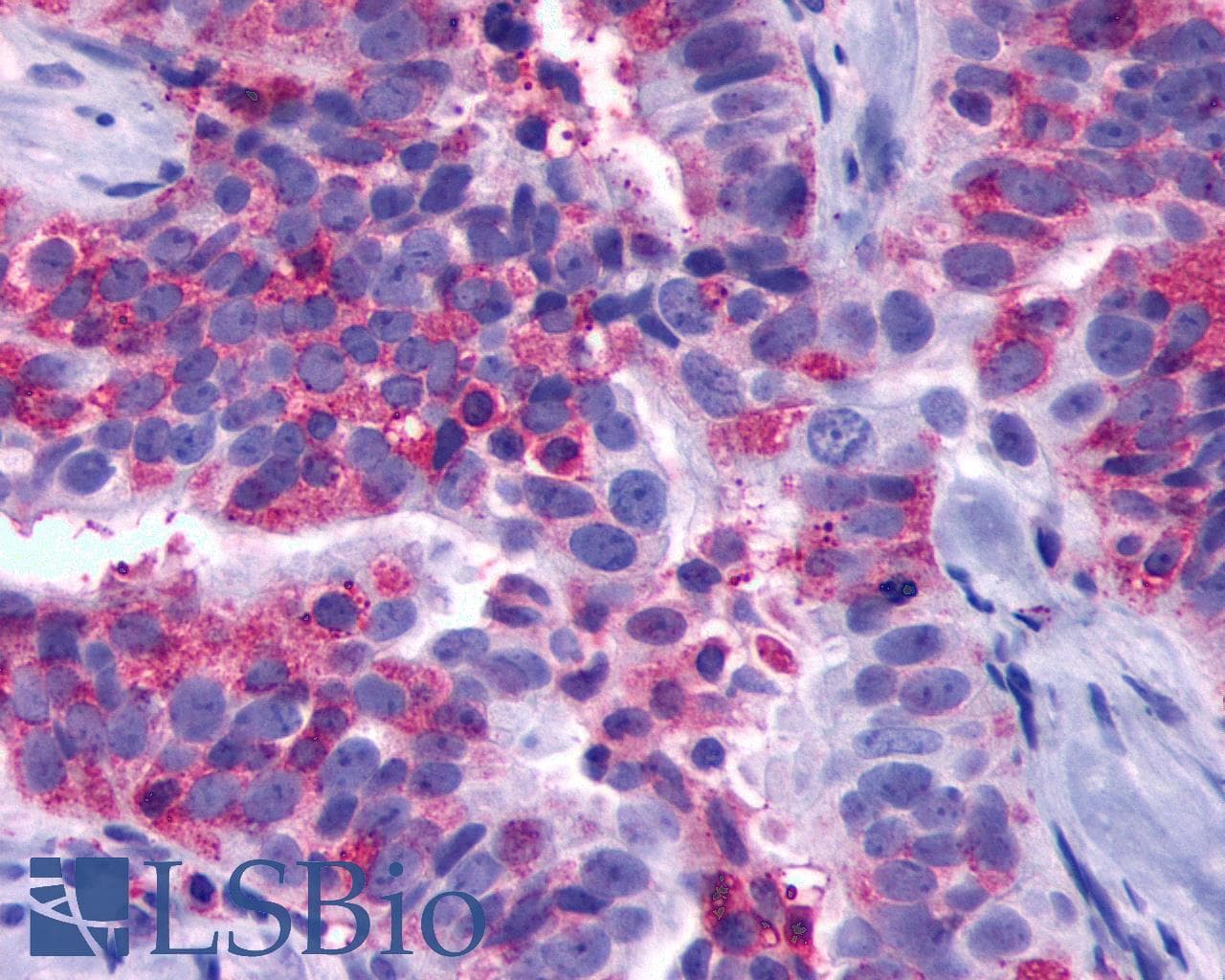 PathPlus™ GPR137B Antibody (Cytoplasmic Domain)