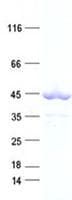 Human NEU2 / Sialidase 2 Protein (Recombinant His, N-Terminal)