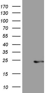 CETN3 Antibody (clone OTI1D6, Carrier-free)