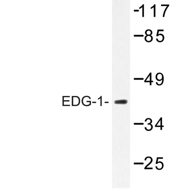 S1PR1 / EDG1 / S1P1 Antibody (Thr48)