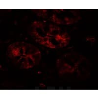 IHC-plus™ BHLHA15 Antibody