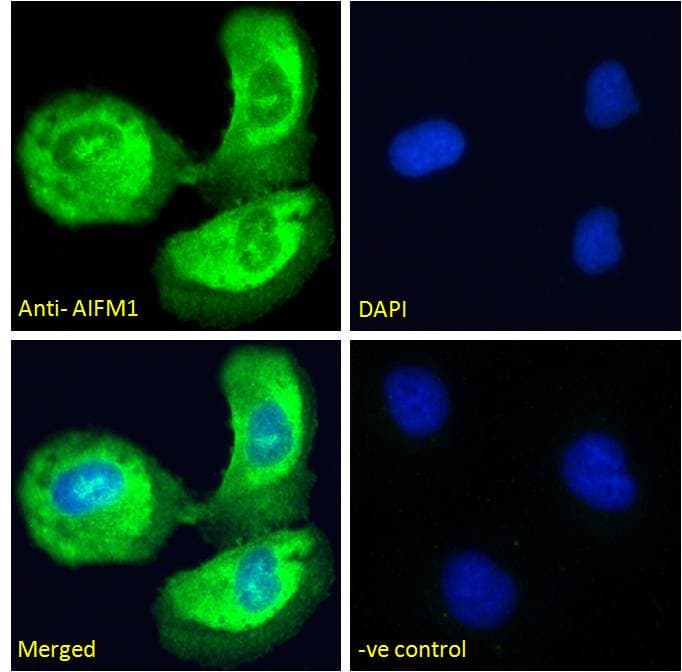 IHC-plus™ AIFM1 / AIF / PDCD8 Antibody