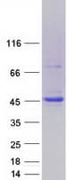 Human MAPK8 / JNK1 Protein (Recombinant Myc-DDK (Flag))
