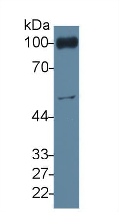 PECAM-1 / CD31 Antibody (aa226-389)