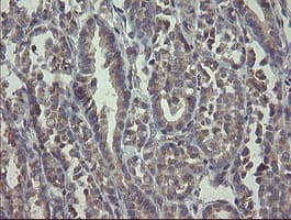 RAB30 Antibody (clone OTI3C6, Carrier-free)