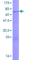 Human BLZF1 Protein (Recombinant GST)