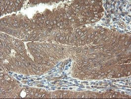VBP1 Antibody (clone OTI1D1)