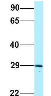 CRISP3 Antibody (N-Terminus)