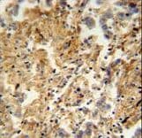 ZMYND10 Antibody (aa404-429)