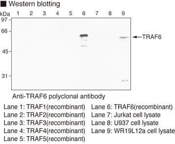 IHC-plus™ Polyclonal Rabbit anti-Mouse TRAF6 Antibody (IHC, WB)