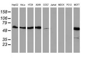 SQSTM1 Antibody (clone OTI5A2)
