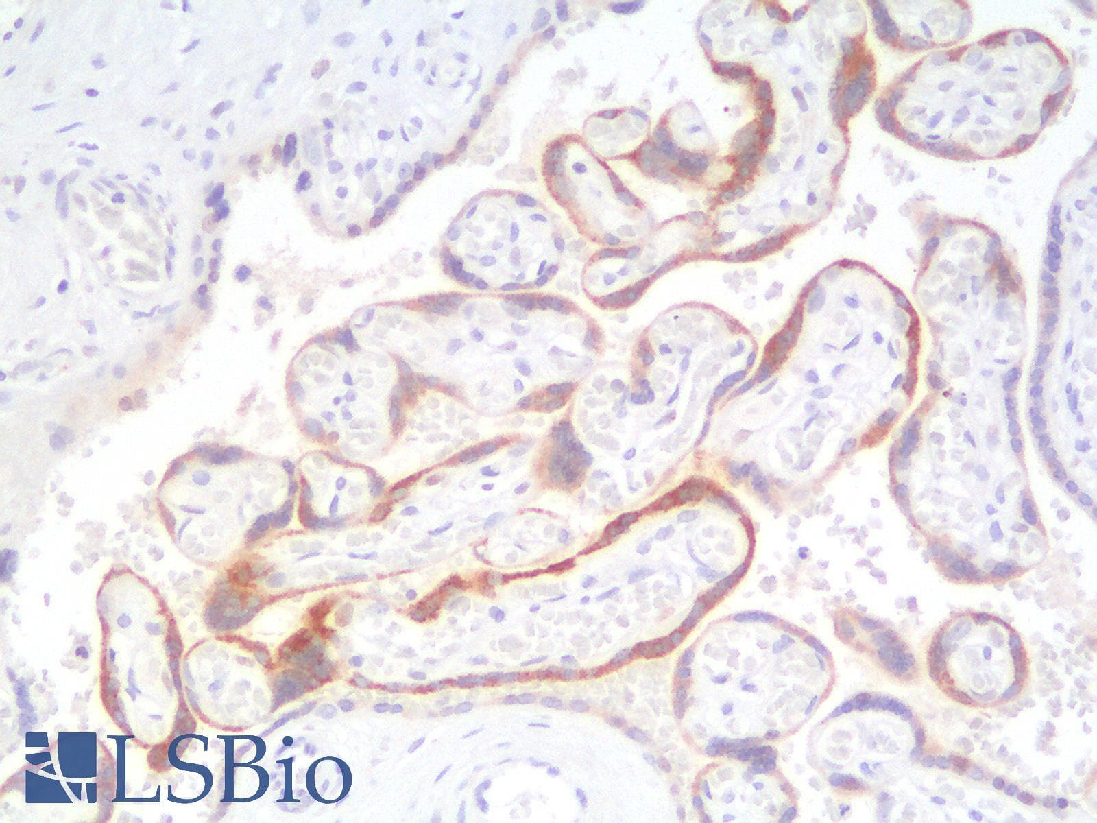 PathPlus™ CGB / hCG Beta Antibody (clone rHCGb/54)