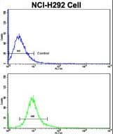 Polyclonal Rabbit anti-Human CUL5 / Cullin-5 Antibody (aa747-774, IHC, WB)