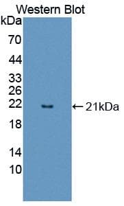 FAM3B Antibody (aa30-187, Cy3)