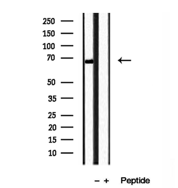 TOMM70A Antibody