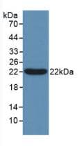 BCL2L2 / Bcl-w Antibody (aa2-193)