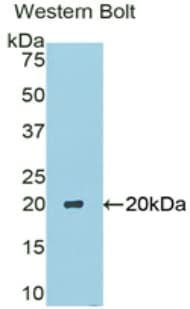 CA6 / Carbonic Anhydrase 6 Antibody (aa27-181, Biotin)