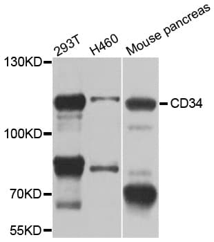 CD34 Antibody