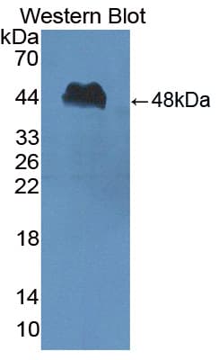 PI16 Antibody (aa28-442, Biotin)