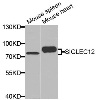 SIGLEC12 Antibody