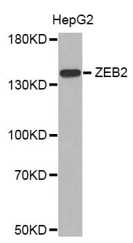 ZEB2 / SIP-1 Antibody