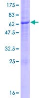 Human UBXD6 Protein (Recombinant GST)