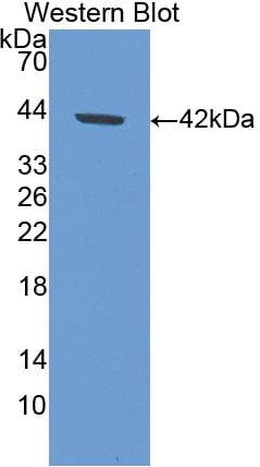 AOC1 Antibody (aa210-301, Biotin)