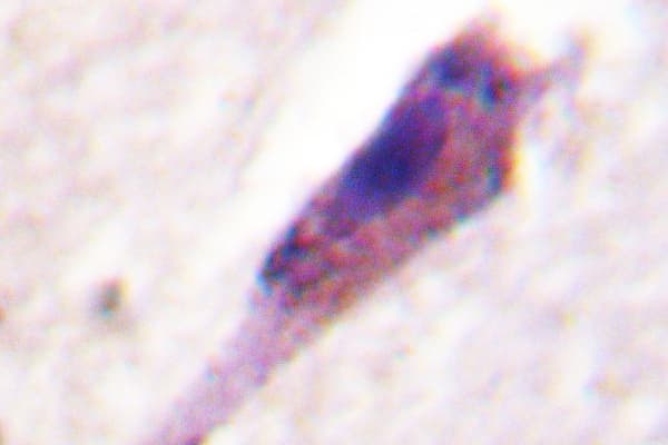 ARRB1 / Beta Arrestin 1 Antibody (Glu406)