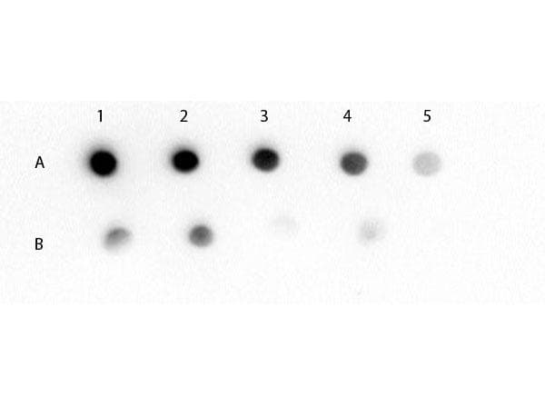 Goat Anti-Mouse IgM Secondary Antibody